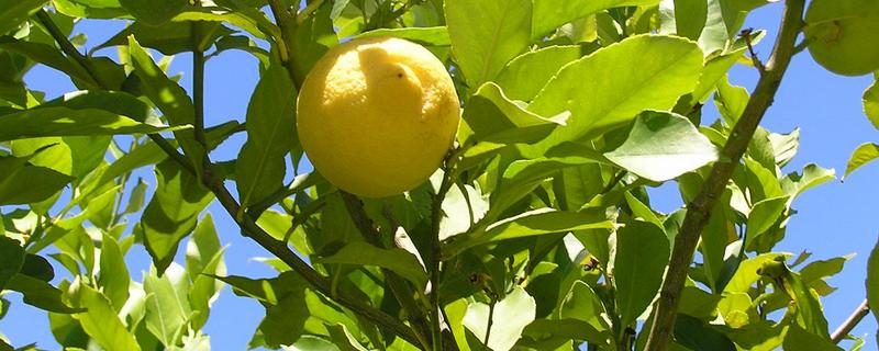 柠檬树开花结果需要几年，附种植技术要点
