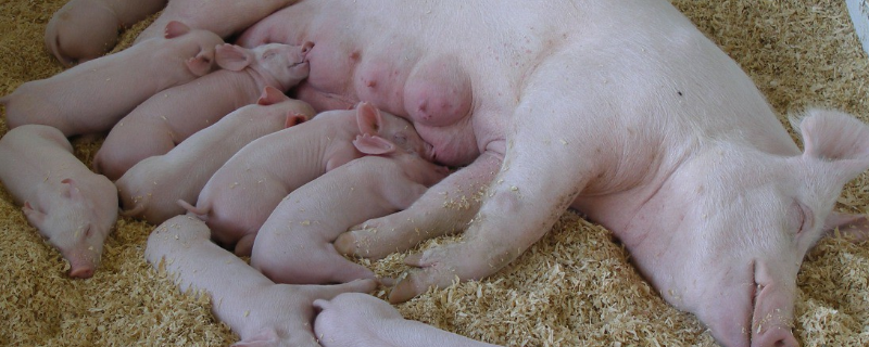 怎样应对母猪产后高烧不退，发病原因是什么