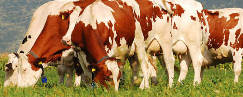 繁殖母牛该怎么养殖，这三点是关键