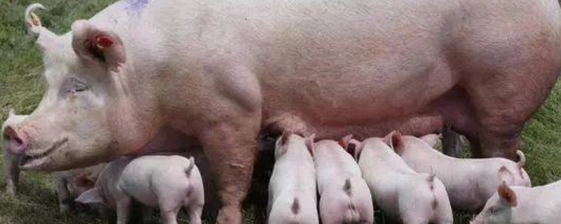 促使母猪排卵多可以喂什么，刺激母猪发情有什么方法