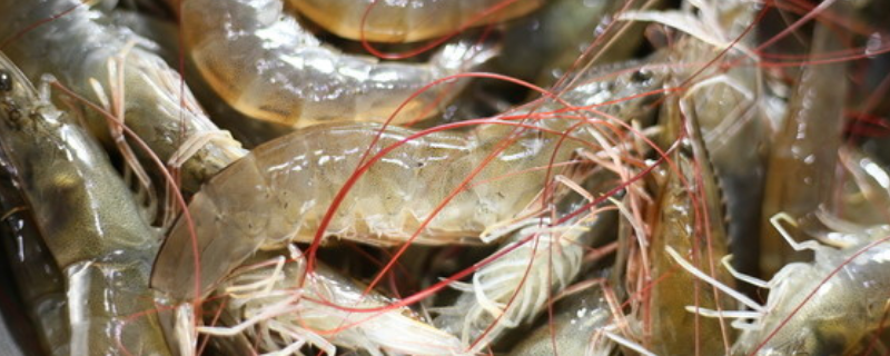 河虾的亩产量，附河虾的食性特点