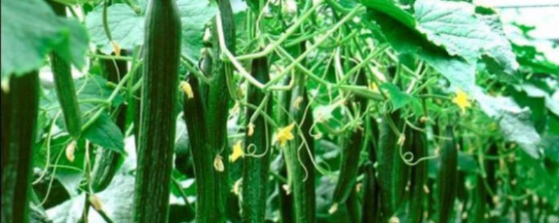 黄瓜用什么农药防治病虫害，不同症状用药不同