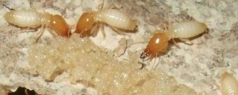 白蚁是如何繁殖的，白蚁分布在哪里