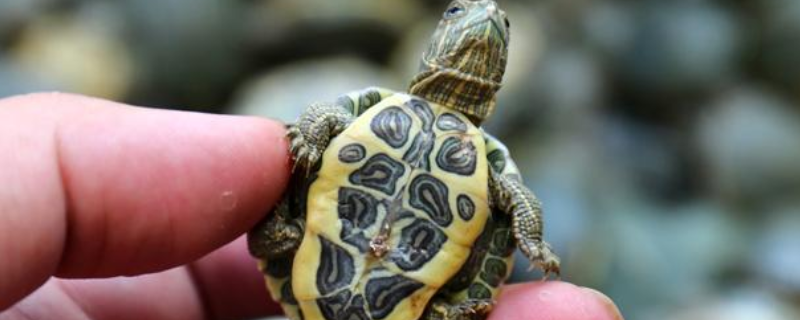 小彩龟的养殖方法，小彩龟有什么特性