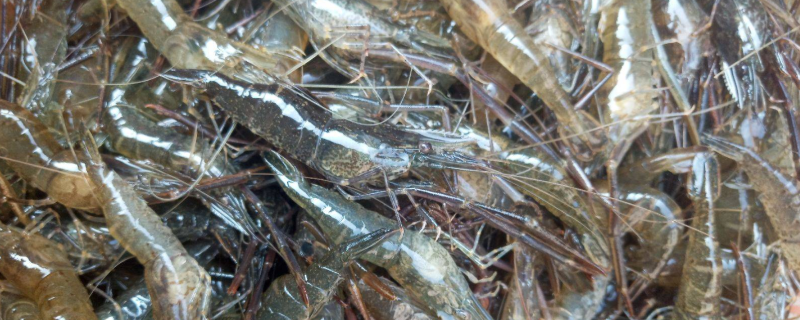 草虾的养殖方法，草虾是什么