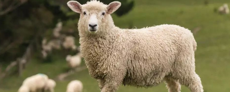 羊不进食没有精神是怎么回事，如何防治羊的口蹄疫
