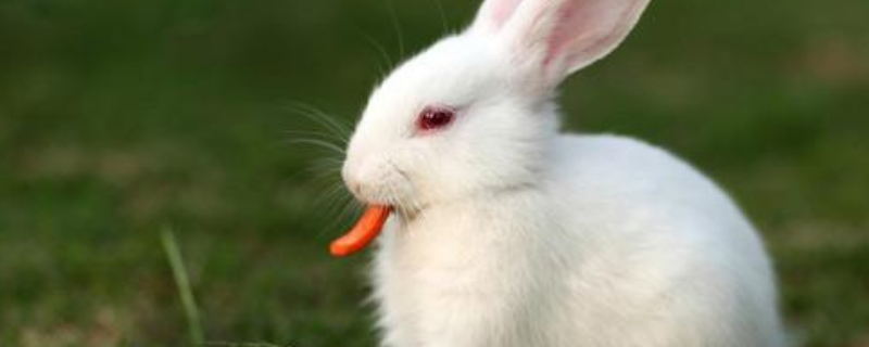 兔子的饲料配方有哪些，兔子养殖前景如何