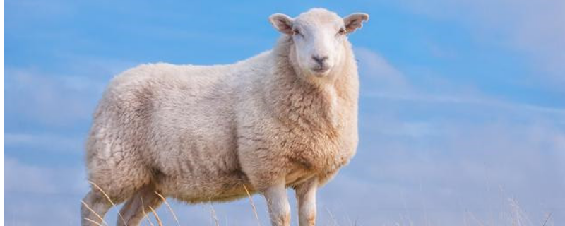 为什么要给羊喂盐，羊有哪些品种