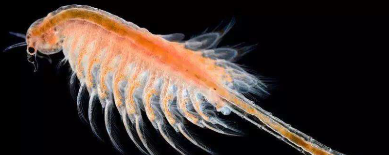 丰年虾怎么孵化，休眠卵寿命有多长