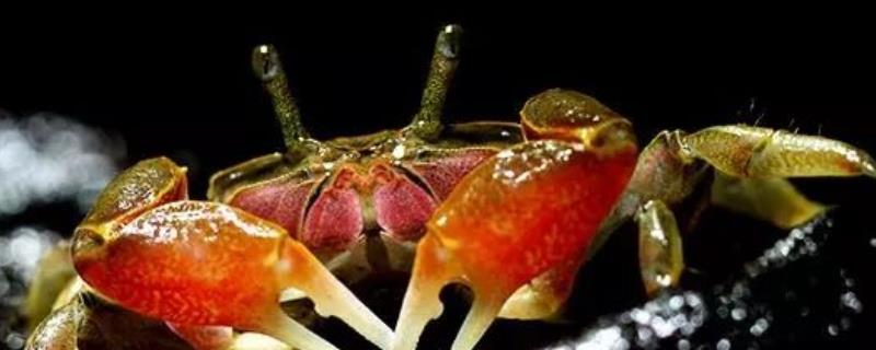辣椒蟹的繁殖方式，附常见螃蟹种类