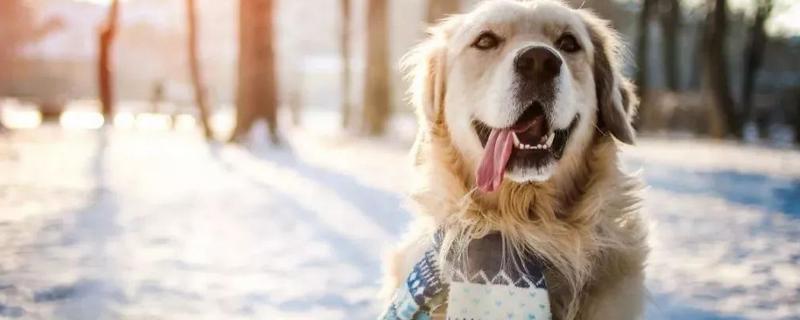 狗狗的过冬方式，附狗的生活习性
