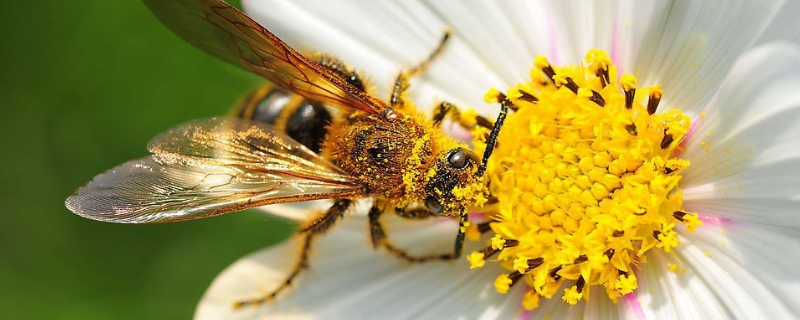小蜜蜂的养殖方法，附小蜜蜂基本介绍