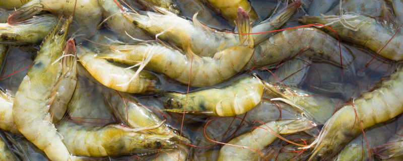 虾空肠空胃怎么解决，虾空肠空胃有哪些原因