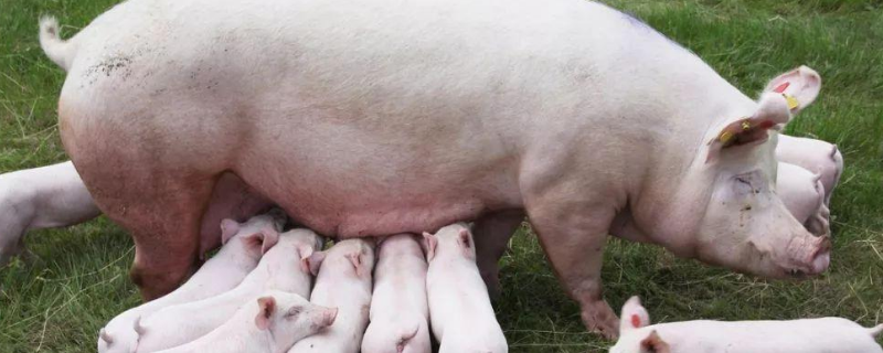 母猪难产有哪些症状，母猪难产怎么处理