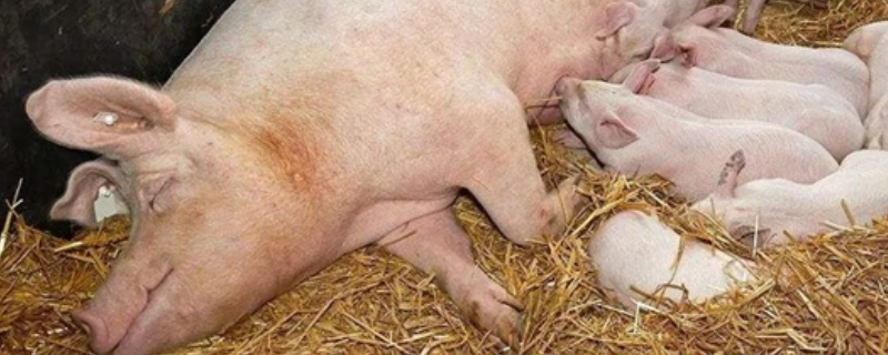 母猪低烧不吃食怎么应对，关于母猪体温介绍