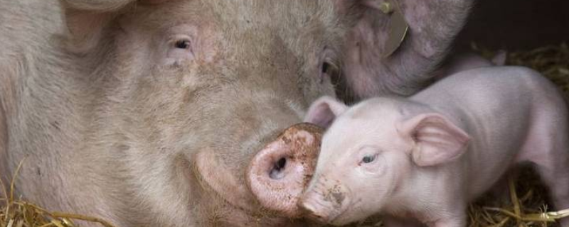 母猪即将生产有哪些症状，怎样给母猪接产