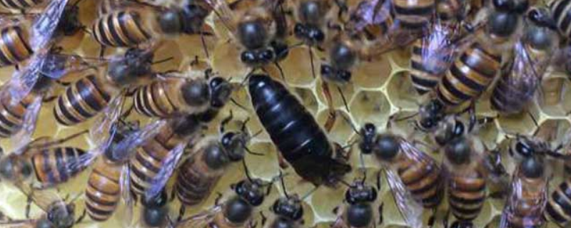 野蜜蜂的养殖方法，有哪些要点