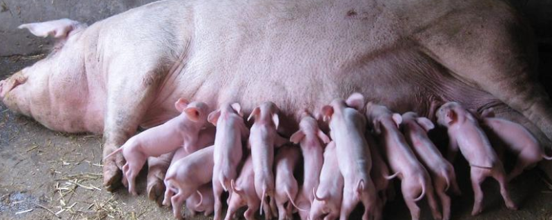 如何判断母猪死胎，造成母猪死胎的原因有哪些