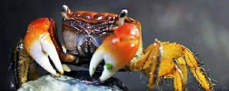 水果蟹的养法，怎样喂食