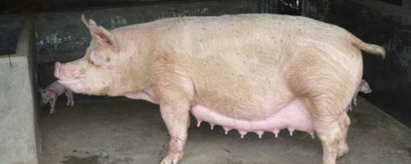 羊水破了多久母猪才下猪，母猪临产前的症状有哪些