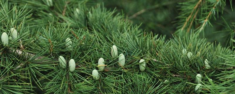 雪松属于常绿还是落叶植物，附雪松的生长环境和栽培价值