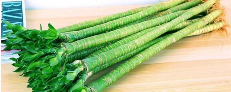 水培龙竹的养护方法，具体有哪些要点