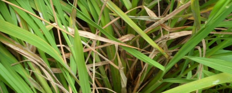 水稻病害的防治方法，水稻怎样管理防治病虫害