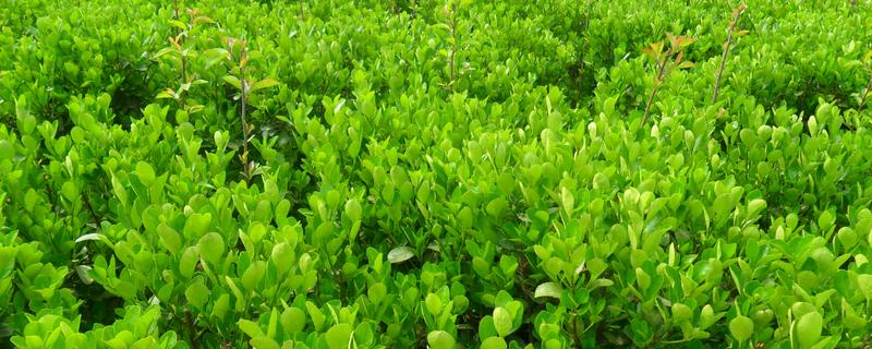 大叶黄杨是落叶还是常绿植物，附其种植方法