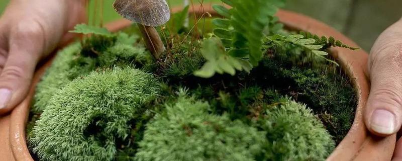 用什么土来养苔藓，附苔藓的分布范围和种植技术