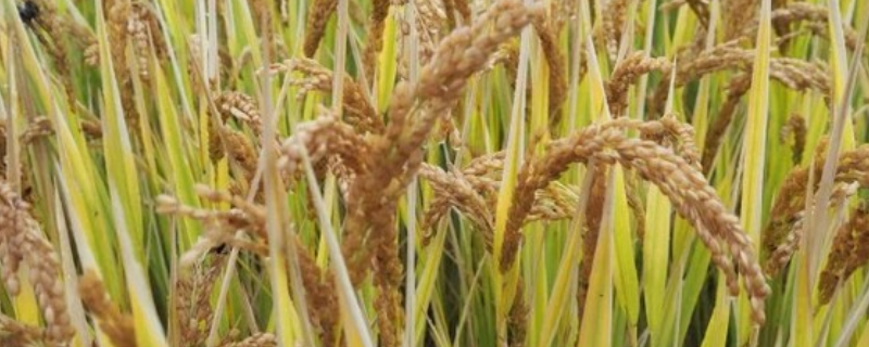 东北稻子通常何时成熟，稻子的生长特性有哪些