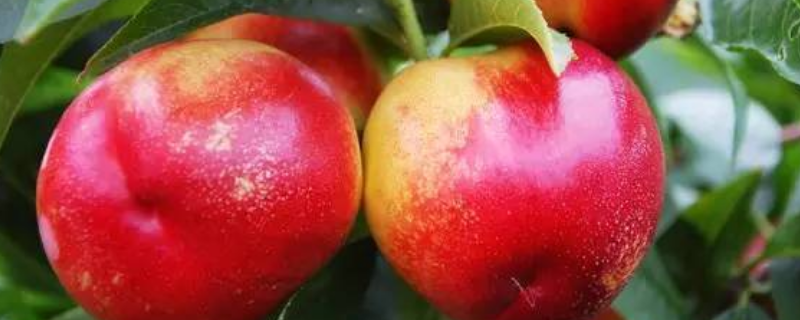 大连油桃的成熟时间，油桃有哪些优点