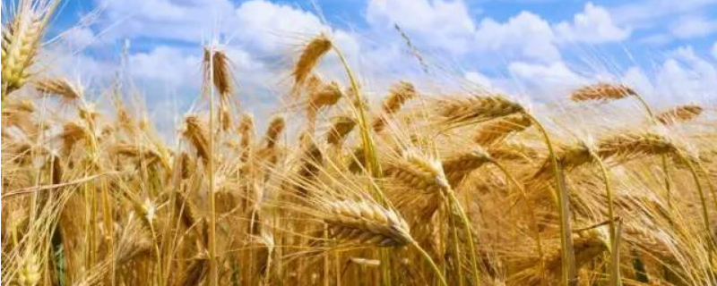 大麦的成熟时间是什么时候，什么是大麦
