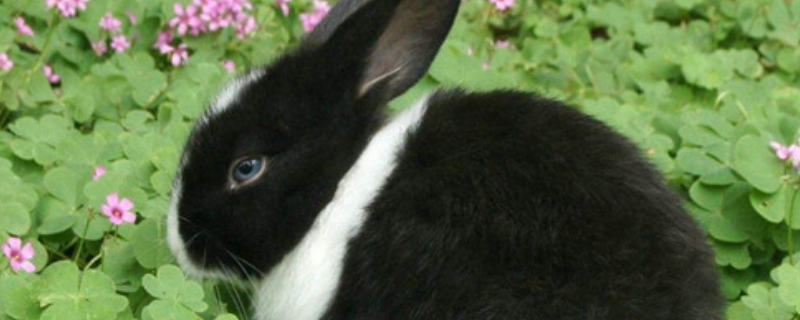 如何养荷兰兔，有哪些注意事项