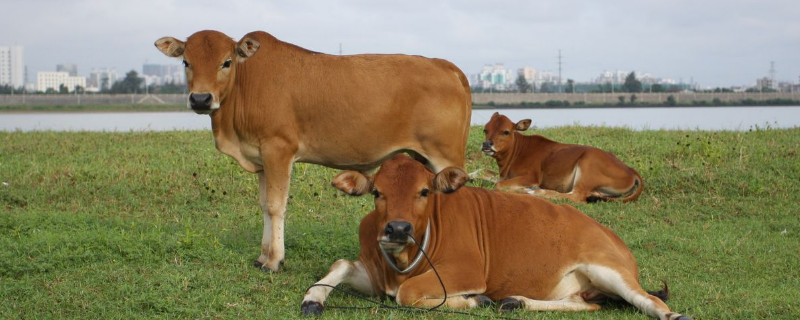 养牛有哪些饲料配方，附肉牛养殖技术