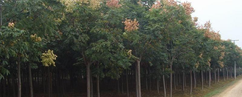 黄山栾树是落叶还是常绿，有什么栽培技术