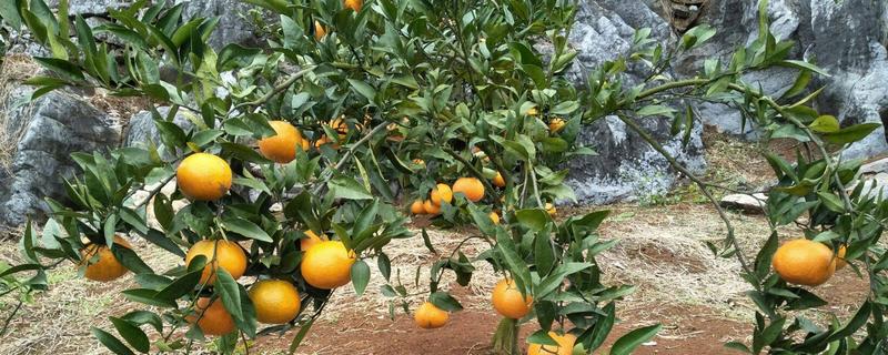 橙子的种植时间，附种植条件和种植方法
