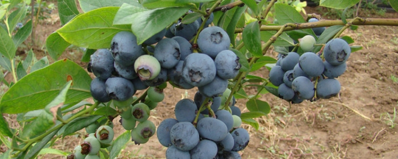 大棚蓝莓一般几月成熟，附基本介绍