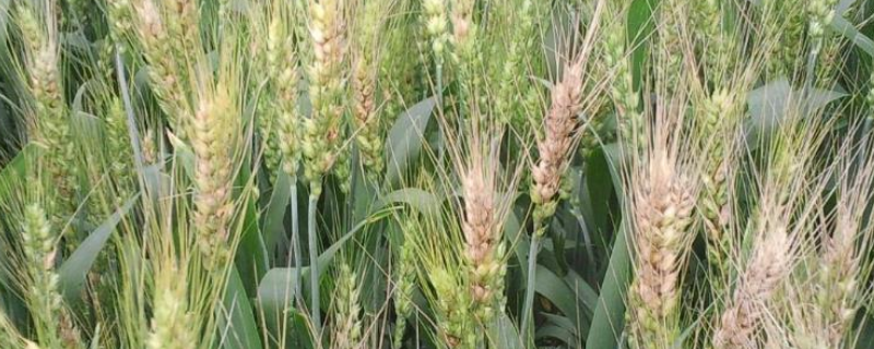 东北麦子的成熟时间，附麦子的种植技术