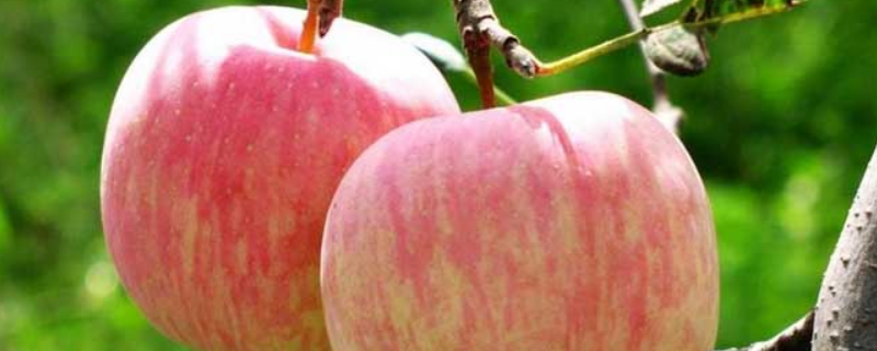 苹果树开花结果需要几年，附苹果主要品类