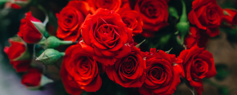 玫瑰花和蔷薇花有什么不同，附玫瑰花的生长习性