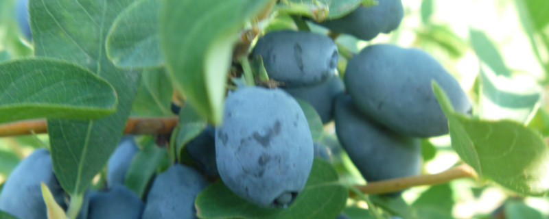 蓝靛果结果需要几年，附种植方法