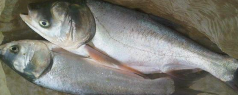 白鲢鱼的繁殖方法，白鲢鱼和花鲢鱼哪个更好吃