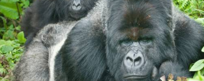 什么是黑猩猩的天敌，与大猩猩有什么不同