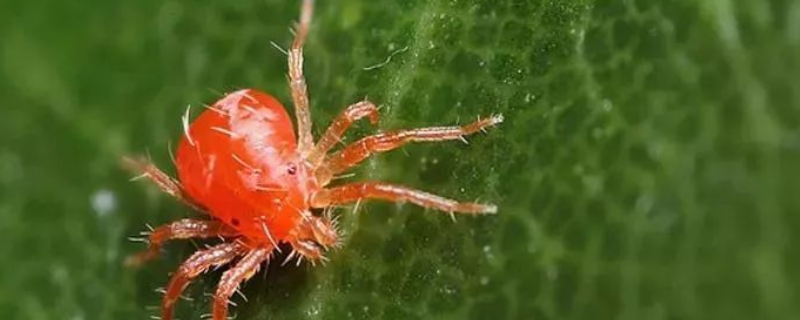什么是红蜘蛛的天敌，附红蜘蛛的防治方法