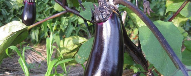 茄子通常什么时候种植，附茄子的种植方法