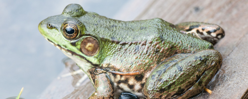 牛蛙的天敌有哪些，不同生育期的敌害分别是哪些