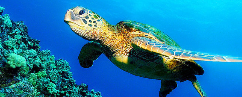 海龟是不是保护动物，海龟的种类有哪些