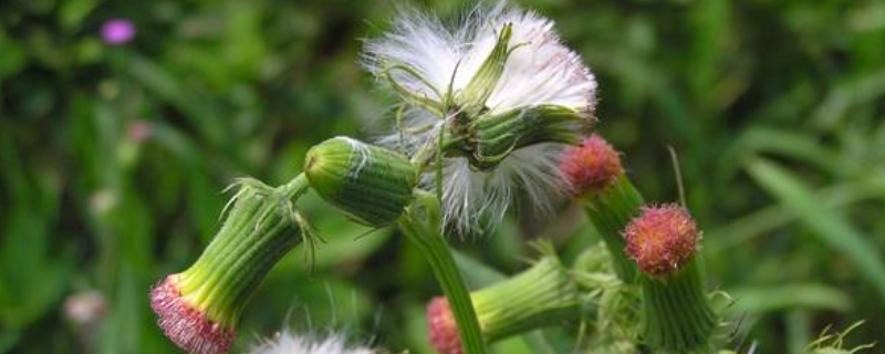 靠风传播种子的植物有哪些，关于它们的详细介绍