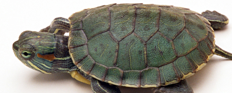 什么是巴西龟的天敌，巴西龟吃哪些食物