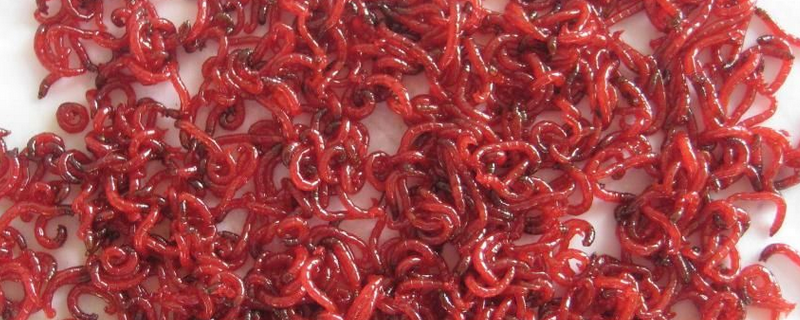 繁殖红线虫的方法，红线虫的生活习性有哪些